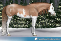 Horse Color:Liver Chestnut Pearl Sabino Splash 