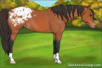 Horse Color:Bay Appaloosa 
