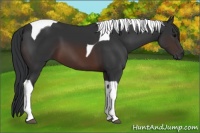 Horse Color:Brown Tobiano 