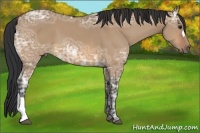 Horse Color:Bay Ice Dun 