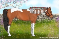 Horse Color:Bay Tobiano 