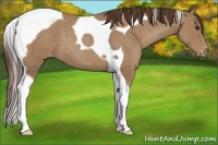 Horse Color:Classic Champagne Tobiano Appaloosa 