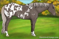 Horse Color:Silver Black Appaloosa 