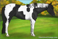 Horse Color:Gray Black Tobiano 