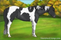Horse Color:Black Tobiano Appaloosa 