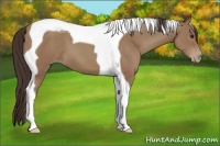 Horse Color:Classic Champagne Tobiano 