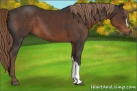 Horse Color:Liver Chestnut 