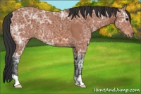 Horse Color:Bay Ice 