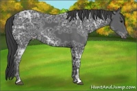 Horse Color:Black Ice Appaloosa