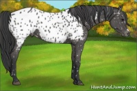 Horse Color:Black Appaloosa