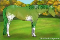 Horse Color:Watercolor White Spotted Bay 
