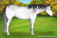 Horse Color:White Spotted Black Splash
