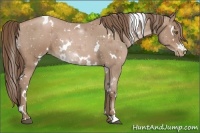 Horse Color:White Spotted Black Pearl 