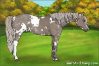 Horse Color:White Spotted Silver Black 