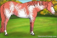 Horse Color:Watercolor White Spotted Liver Chestnut Sabino 