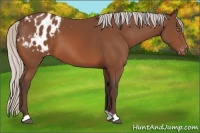 Horse Color:Silver Bay Appaloosa 