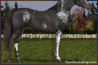 Horse Color:White Spotted Liver Chestnut