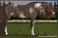 Horse Color:White Spotted Liver Chestnut 