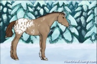 Horse Color:Classic Champagne Appaloosa 