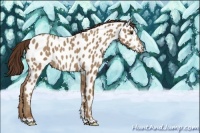 Horse Color:Classic Champagne Appaloosa 