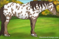 Horse Color:Classic Champagne Appaloosa 