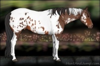 Horse Color:Bay Tobiano Appaloosa 