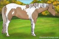 Horse Color:Palomino Tobiano Appaloosa