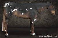 Horse Color:White Spotted Liver Chestnut 