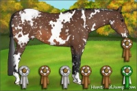 Horse Color:White Spotted Bay Appaloosa 