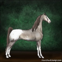 Horse Color:Smoky Grullo Onyx Sabino Appaloosa