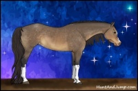 Horse Color:Brown Dun Appaloosa 