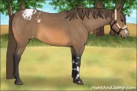 Horse Color:Buckskin Varnish 