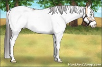 Horse Color:Brown Dun Sabino Appaloosa 