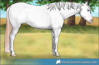 Horse Color:White Spotted Classic Champagne Appaloosa 