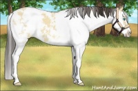 Horse Color:Amber Cream Champagne Dun Sabino 