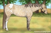 Horse Color:Amber Champagne Roan Snowflake Varnish Rabicano 