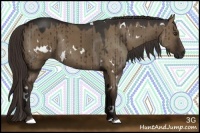 Horse Color:White Spotted Liver Red Dun Rabicano 