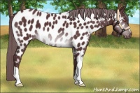 Horse Color:Chocolate Brown Chinchilla Appaloosa