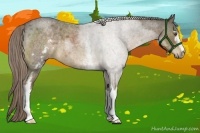 Horse Color:White Spotted Chocolate Palomino Roan 