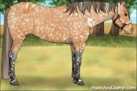 Horse Color:White Spotted Buckskin Sabino Appaloosa