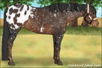 Horse Color:Liver Chestnut Sabino Appaloosa