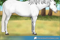 Horse Color:Palomino Sabino Appaloosa