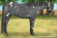 Horse Color:White Spotted Black Sabino Appaloosa 