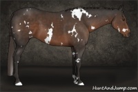 Horse Color:White Spotted Liver Chestnut 