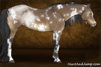 Horse Color:White Spotted Brown Dun Sabino 