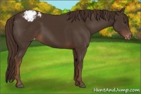 Horse Color:Liver Chestnut Appaloosa 