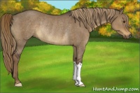 Horse Color:Liver Red Dun Rabicano 