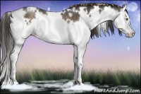 Horse Color:White Spotted Liver Chestnut Sabino Splash Rabicano 