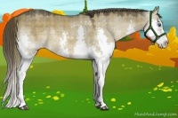 Horse Color:Plaid  Liver Red Dun Sabino Splash 