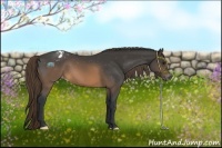 Horse Color:Buckskin Appaloosa 